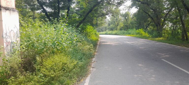 आश्रम-दुद्धी मार्ग पर चलना हुआ दुश्वार,सड़क किनारे दोनों तरफ झाड़ियां के कारण हो सकती है दुर्घटनाएं.