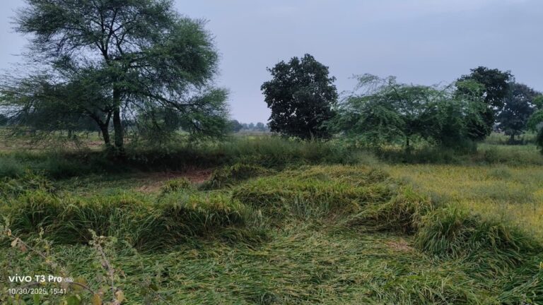 तीन दिनों से हुई बारिश में किसानों की फसल बर्बाद.