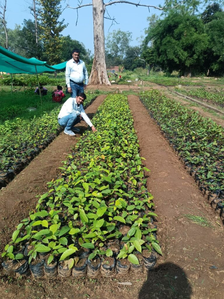 म्योरपुर रेंज में पहली बार तैयार हो रहा है साखूं की नर्सरी,पहली बार मिली सफलता, वन विभाग गदगद.