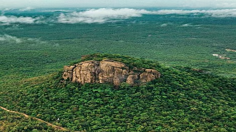 Sonbhadra News : दक्षिणांचल के जंगलों से विलुप्ति की ओर काला शीशम, साखू और सागौन पर भी संकट