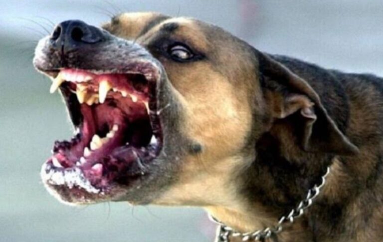 Sonbhadra News:रामगढ़ कस्बा और आसपास के गांवों में पागल कुत्ते ने मचाया आतंक,27 लोगों को काटा